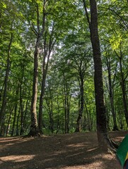 Tall trees creating a beautiful canopy