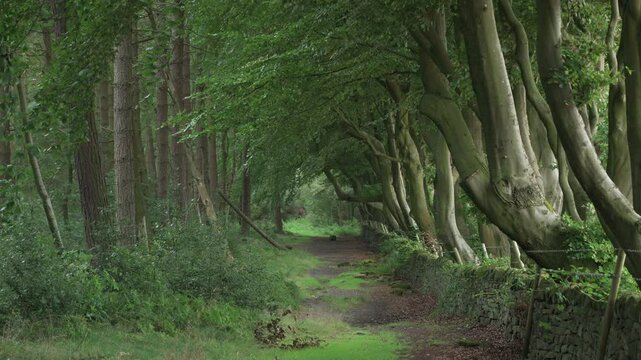 Establishing shot from Upper Moor in the Derbyshire Dales of arched beech trees and a woodland path.