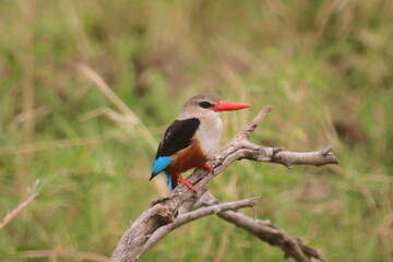 Precious bird in Tanzania