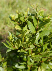Flora of Spain - Laurus nobilis,  bay laurel leaves