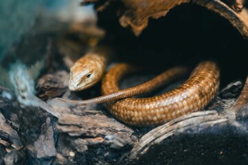 Brown snake coiled on a log in its natural habitat