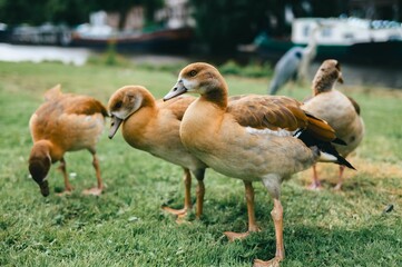 Ducks grazing on grass near water with boats in background.