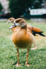 Close-up of ducks on grass