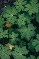 Close-up of green leaves