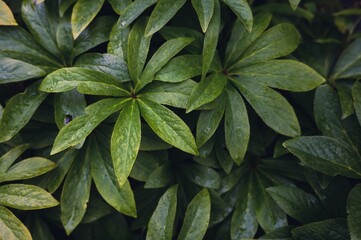 Lush green leaves with raindrops close-up