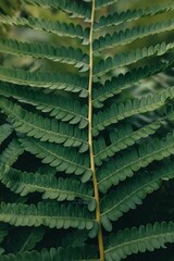 Close-up of a vibrant green fern leaf