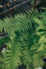 Close-up of vibrant green fern leaves