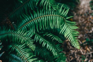Close-up of lush green fern leaves in a forest.