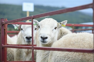 Sheep in a pen with mountainous backdrop.