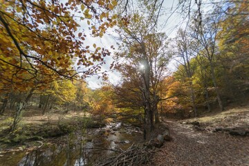 A serene autumn forest landscape with a running stream and colorful foliage with a clear sky.