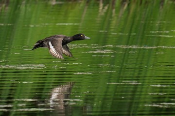 Duck in mid-flight over green water