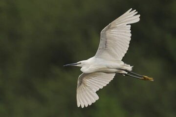 White heron in flight