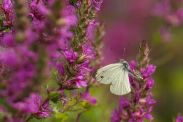 White butterfly on pink flowers in a garden