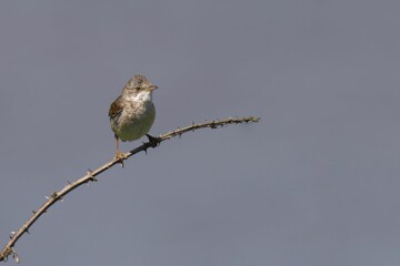 Bird perched on a thorny branch against blue sky.