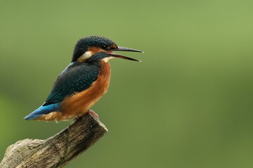 Colorful kingfisher bird perched on a branch.