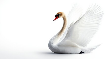 Fototapeta premium Graceful white swan with outstretched wings on a white background. Perfect imagery for elegance, nature, and wildlife-themed projects.
