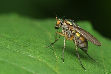 Macro shot of a long-legged fly on a green leaf.