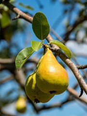 Close-up of ripe pears hanging on a tree branch with green leaves