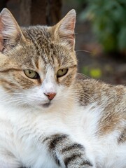 Close-up portrait of a domestic tabby cat with green eyes looking to the side