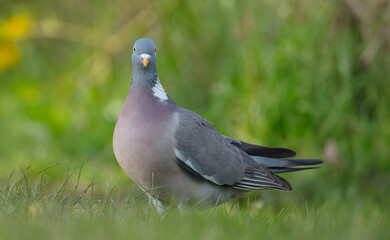 Common wood pigeon - in a city park in spring 