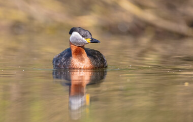 Red-necked grebe at the small lake in spring