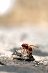 Wasp consuming a piece of fried octopus in Turkey