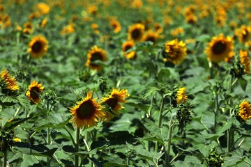 Vibrant field of sunflowers in full bloom in Bulgaria