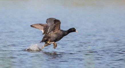 Eurasian coot - adult bird in spring