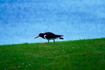 Black and white bird with an orange beak walking on green grass near a blue water body