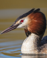 Great Crested Grebe in spring