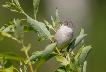 Common whitethroat - at a wet forest in spring