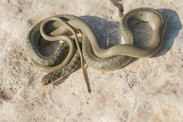 A juvenile Western whip snake (Coluber viridiflavus carbonarius) basking in the island of Malta.