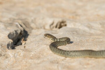 A juvenile Western whip snake (Coluber viridiflavus carbonarius) basking in the island of Malta.