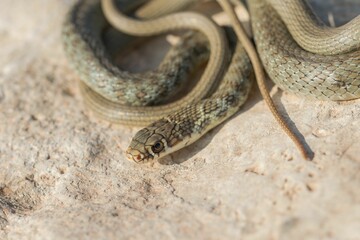 A juvenile Western whip snake (Coluber viridiflavus carbonarius) basking in the island of Malta.