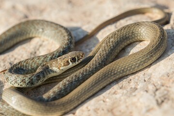 A juvenile Western whip snake (Coluber viridiflavus carbonarius) basking in the island of Malta.