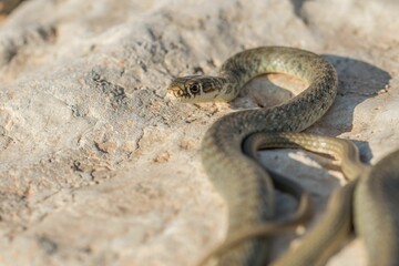 A juvenile Western whip snake (Coluber viridiflavus carbonarius) basking in the island of Malta.