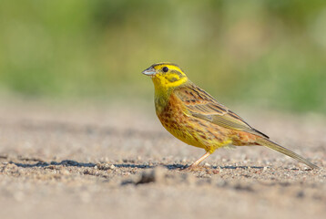 Yellowhammer  - male in summer