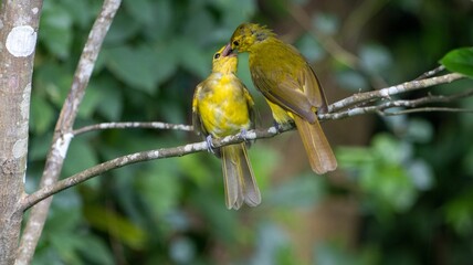 Yellow birds perched on a branch in a lush green forest, appearing to kiss each other.