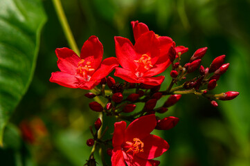 Obraz premium Closeup view of cluster of bright red flowers and buds of jatropha integerrima aka peregrina