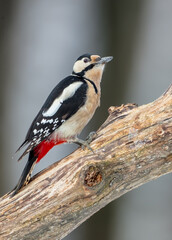 Obraz premium Great Spotted Woodpecker - male - in the wet forest in spring