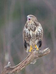 Common Buzzard in spring at a wet forest