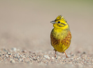 Obraz premium Yellowhammer - male in summer