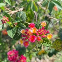 flower close up bloom in garden