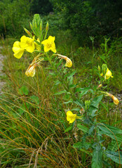 Gemeine Nachtkerze; Oenothera biennis; evening star; German evening primrose;