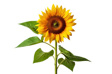 Naklejka premium Overhead view of a sunflower with perfectly symmetrical petals and a textured center isolated on white background