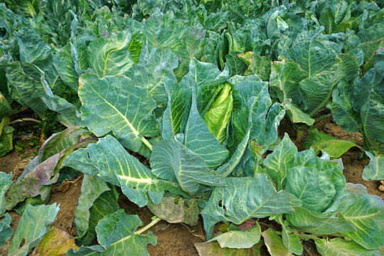 Spitzkohl; Filderkraut; Brassica oleracea; pointed cabbage; hispi cabbage;