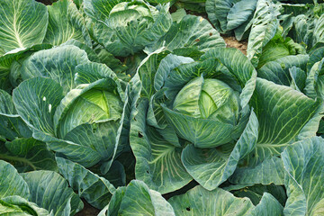 Obraz premium Weißkohl; Weißkraut; white cabbage; Brassica oleracea convar