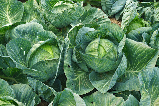 Wei&szlig;kohl; Wei&szlig;kraut; white cabbage; Brassica oleracea convar
