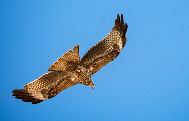 Majestic Hawk in Flight: A Stunning Display of Artistic Patterns Against a Blue Sky