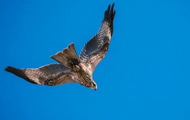 Hawk in Flight: A Stunning Display of Artistic Patterns Against a Blue Sky